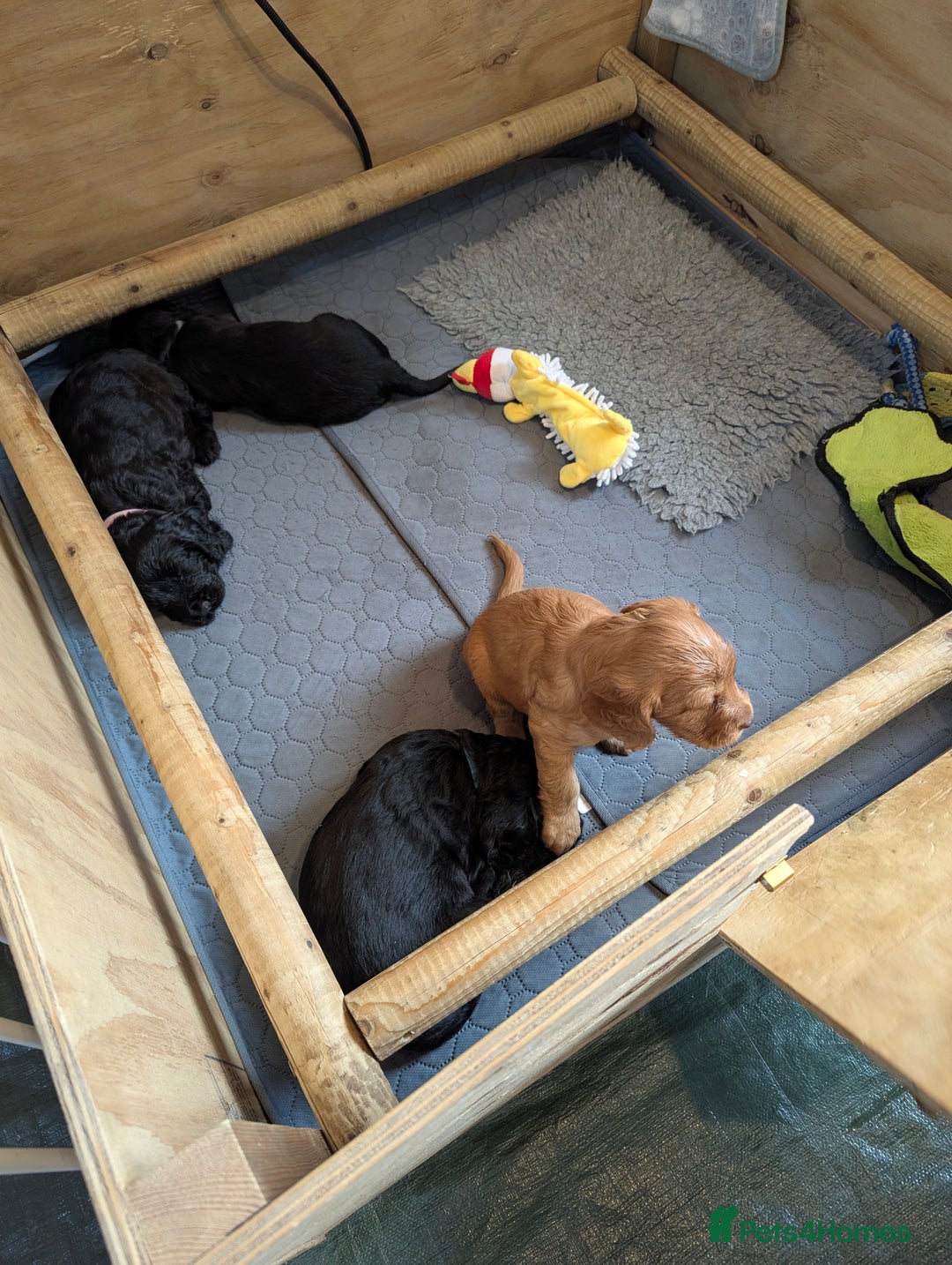 Cocker Spaniel dogs for sale: Beautiful Cocker Spaniel Puppies  - Image 9