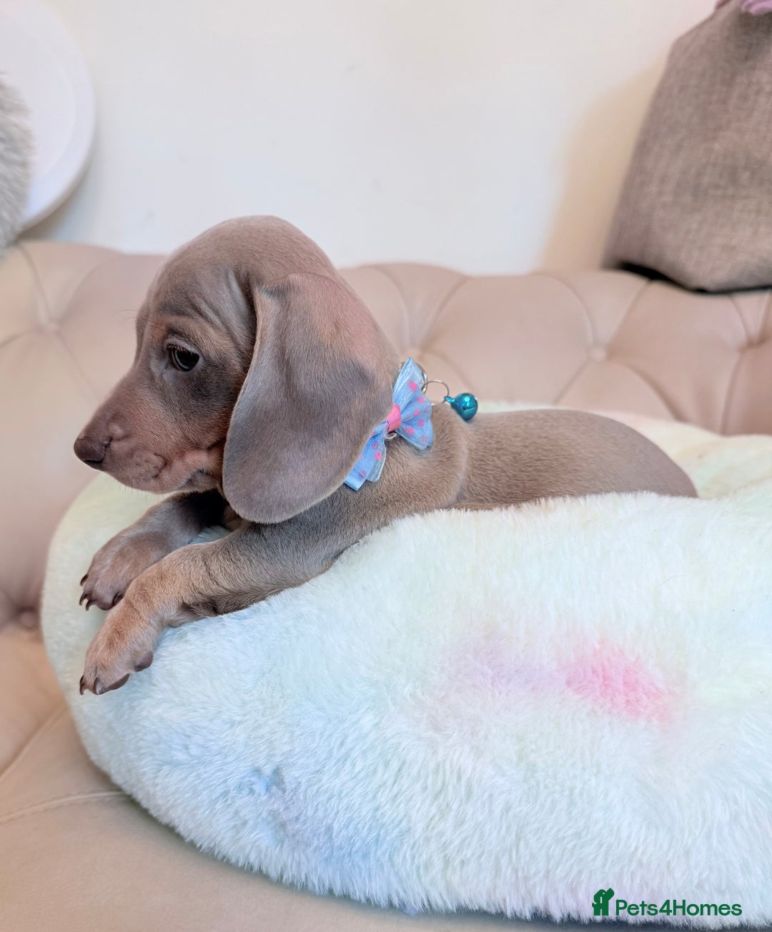 Miniature Dachshund dogs for sale: Miniature Dachshund 5 Star ⭐ Licensed Breeder - Image 14