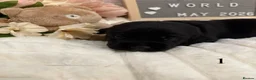 Labrador Retriever dogs for sale: Gorgeous Black Labrador Puppies  in Banstead - Advert 8