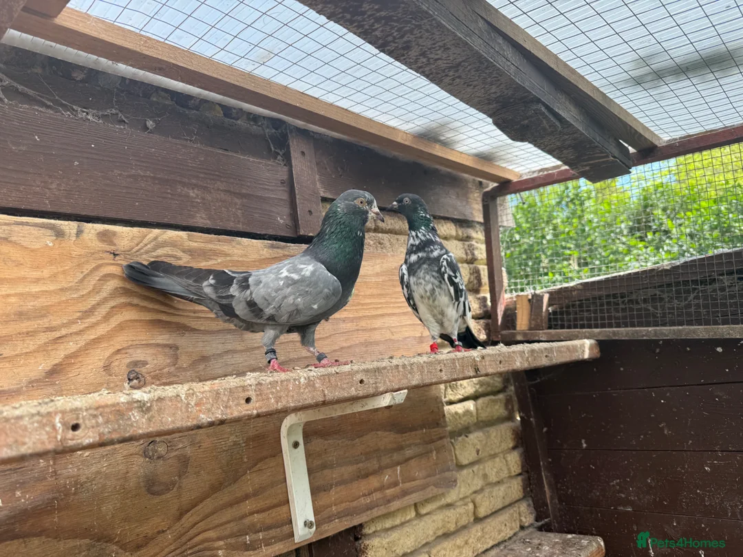 Mixed Breed birds for sale: Pakistani high flyers for sale  - Advert 2