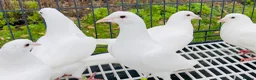 Pigeons birds for sale: White racing Pigeons for sale.Delbar bloodline. - Advert 4