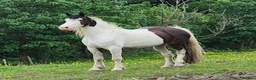 Other Breed horses for sale: Stunning fresian x cob for sale in Dunfermline - Advert 4
