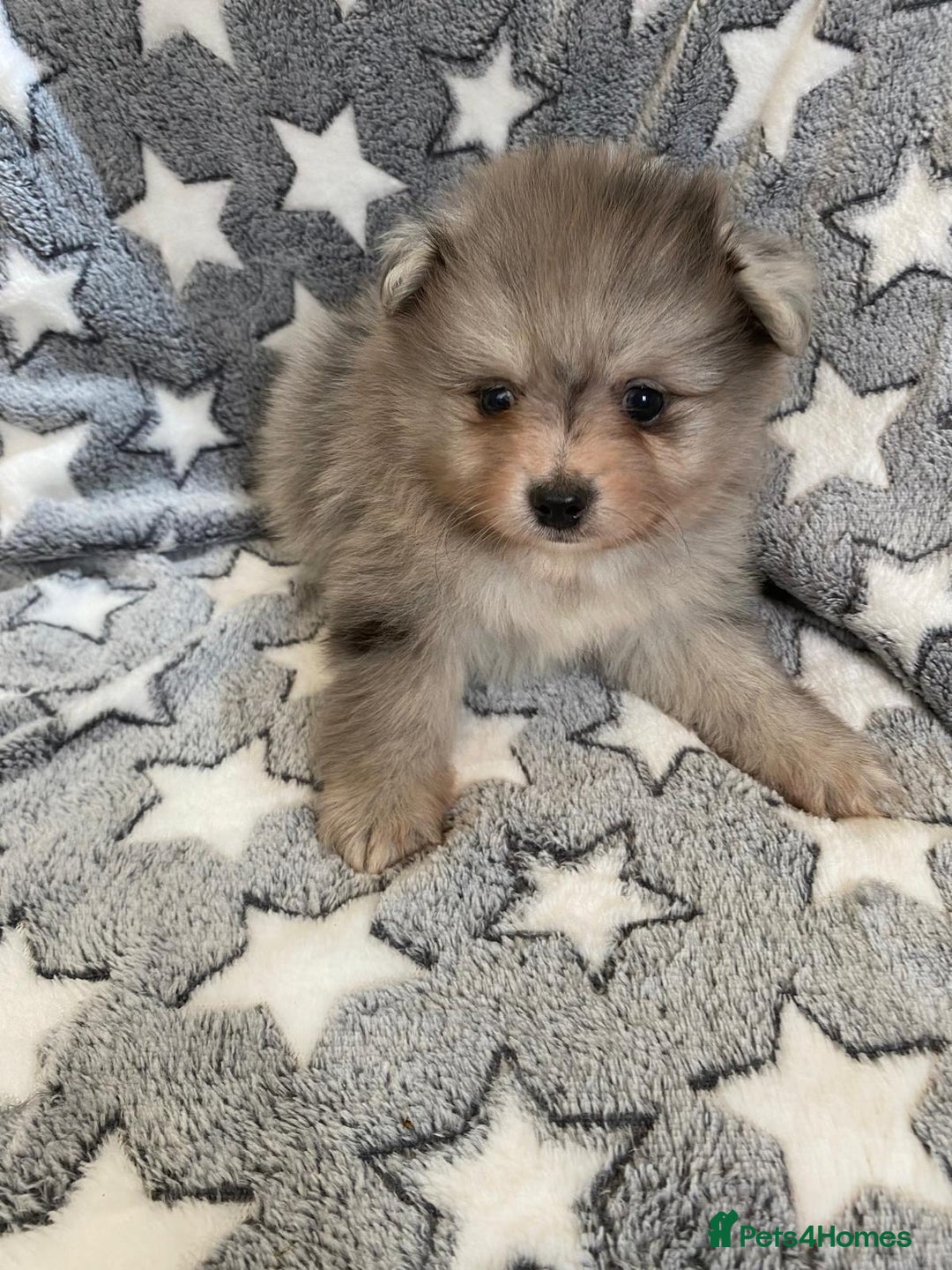 Pomeranian dogs for sale: Pomeranian puppies - Image 11