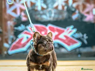 French Bulldog dogs Fluffy french bulldog for sale - Advert 11