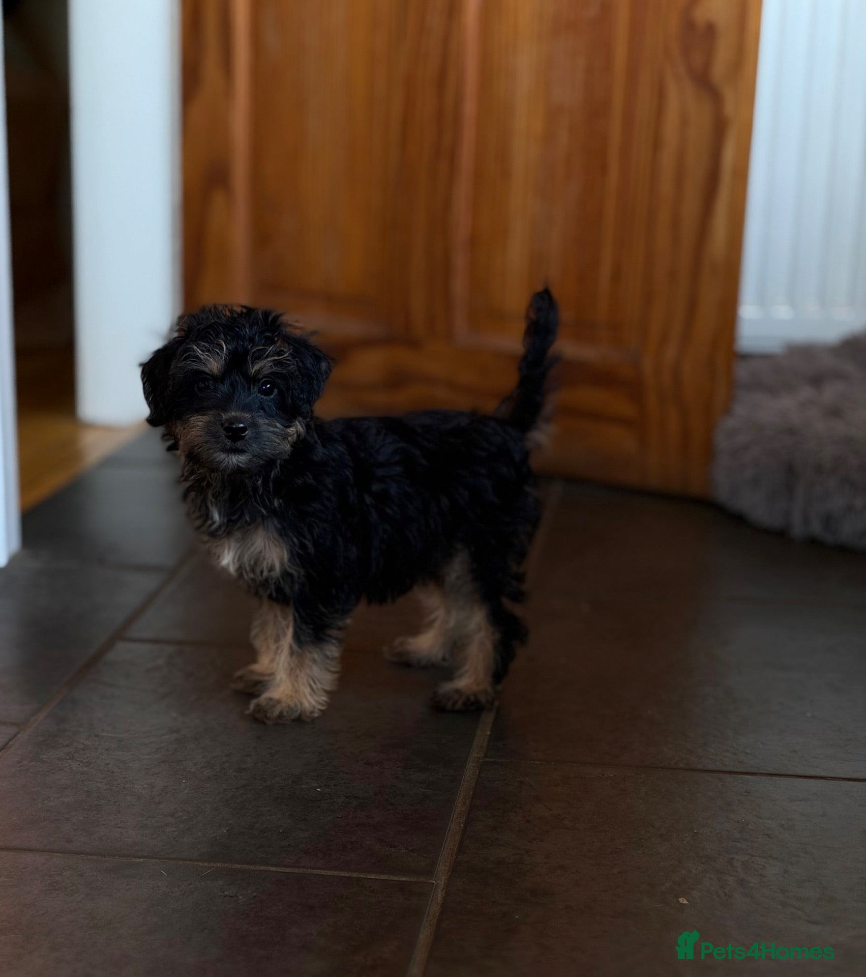 Mixed Breed dogs for sale: 1 left no more time wasters - Cute F1 Toy Jackapoo - Advert 8