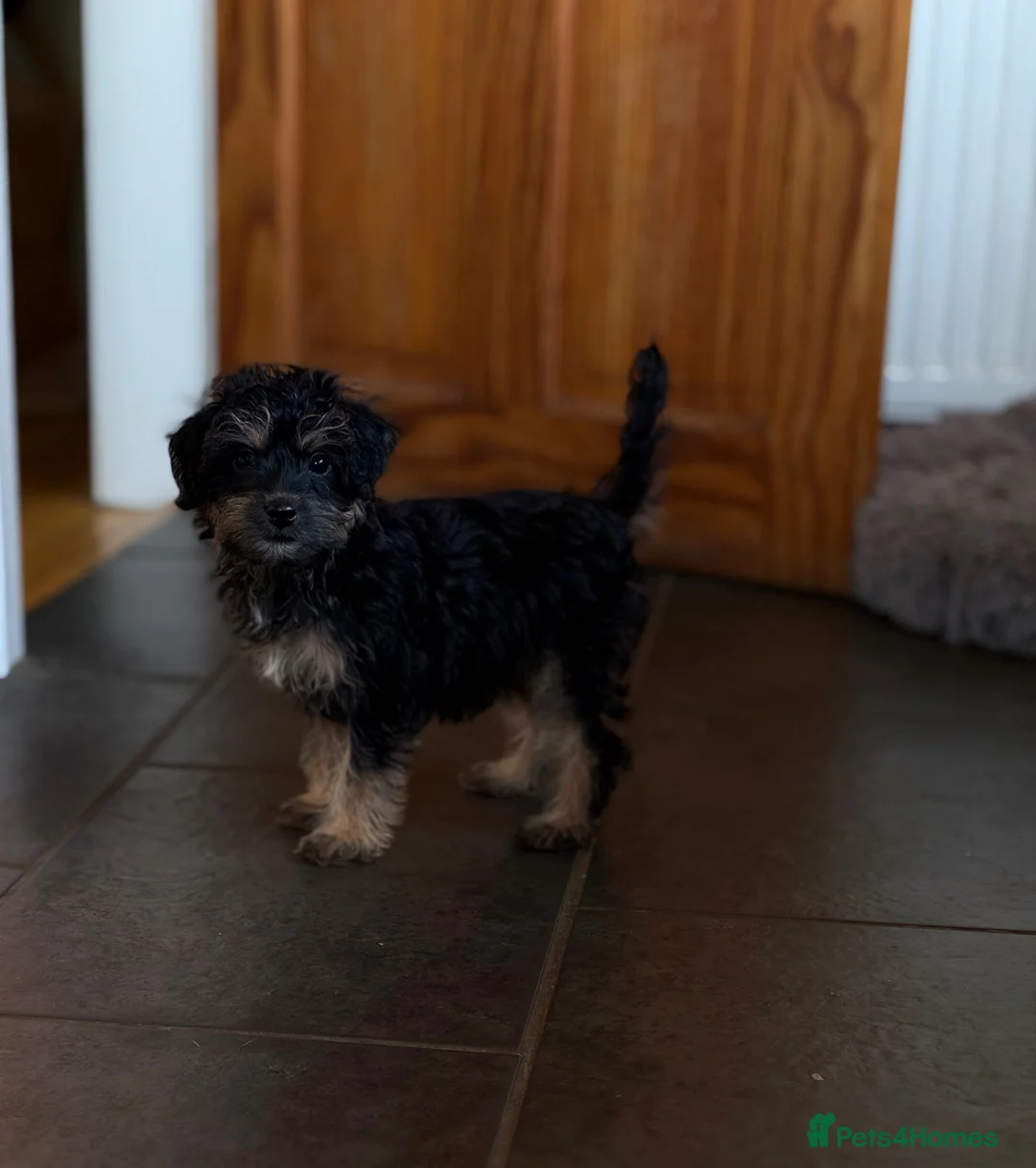 Mixed Breed dogs for sale: 1 left no more time wasters - Cute F1 Toy Jackapoo - Advert 1