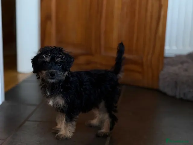 Mixed Breed dogs for sale: 1 left no more time wasters - Cute F1 Toy Jackapoo - Advert 8