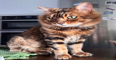 Bengal cats - Advert 9