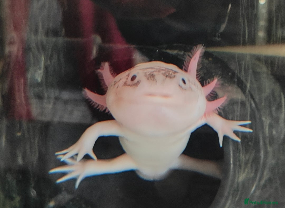 Axolotl reptiles for sale: Male axolotl  - Advert 1