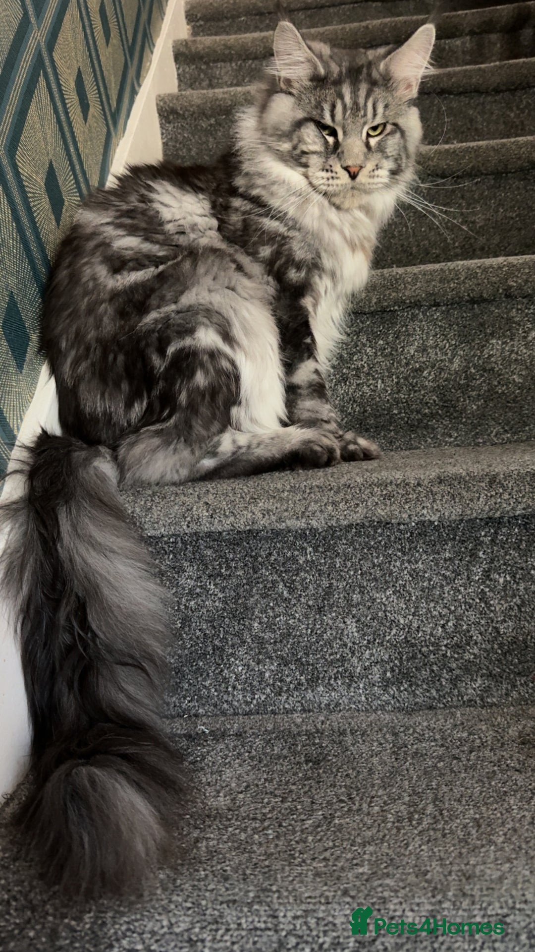 Maine Coon cats for sale: Maine coon kittens - Advert 8