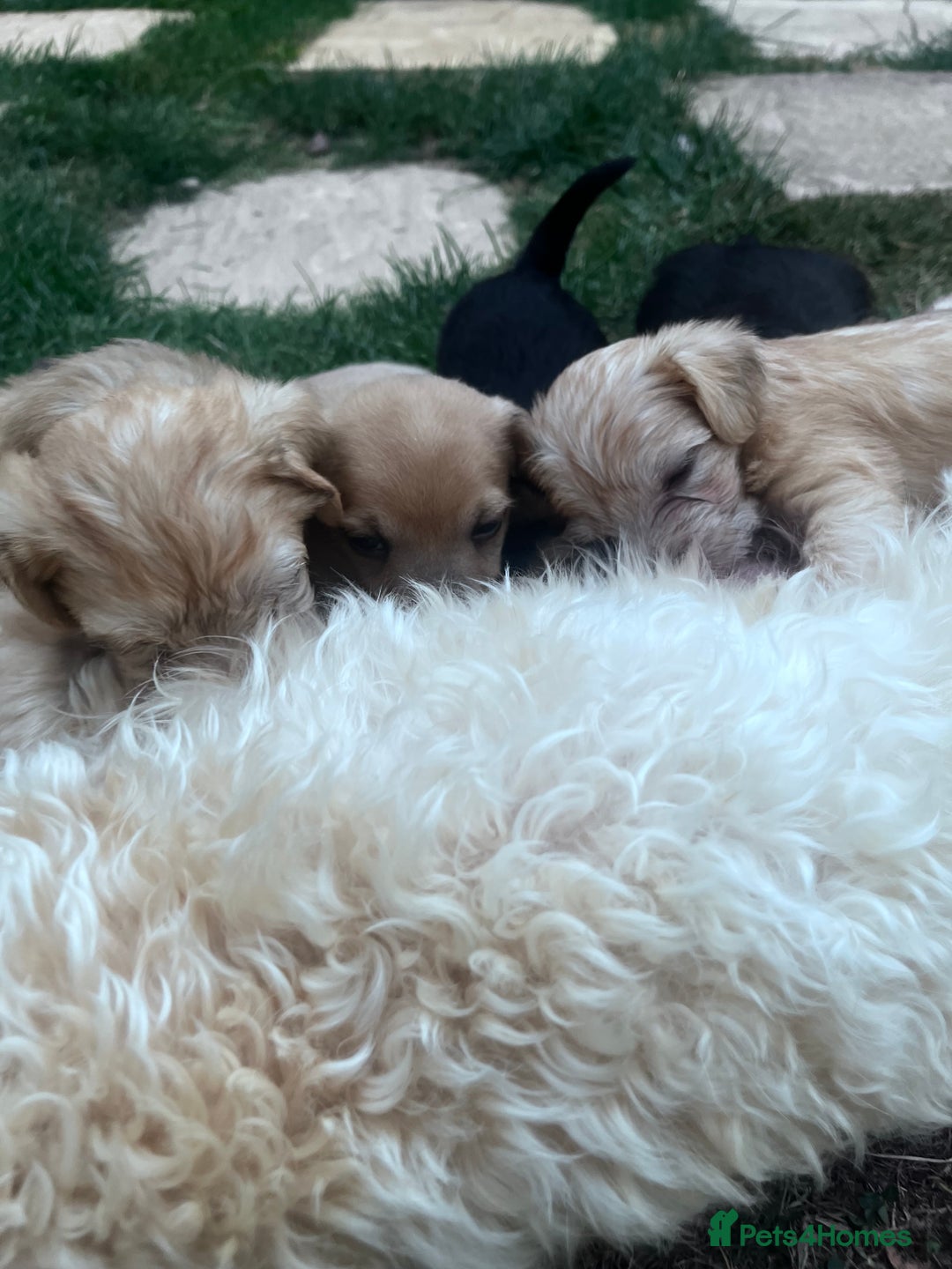 Jackapoo dogs for sale: Three jackapoo puppies - Image 5
