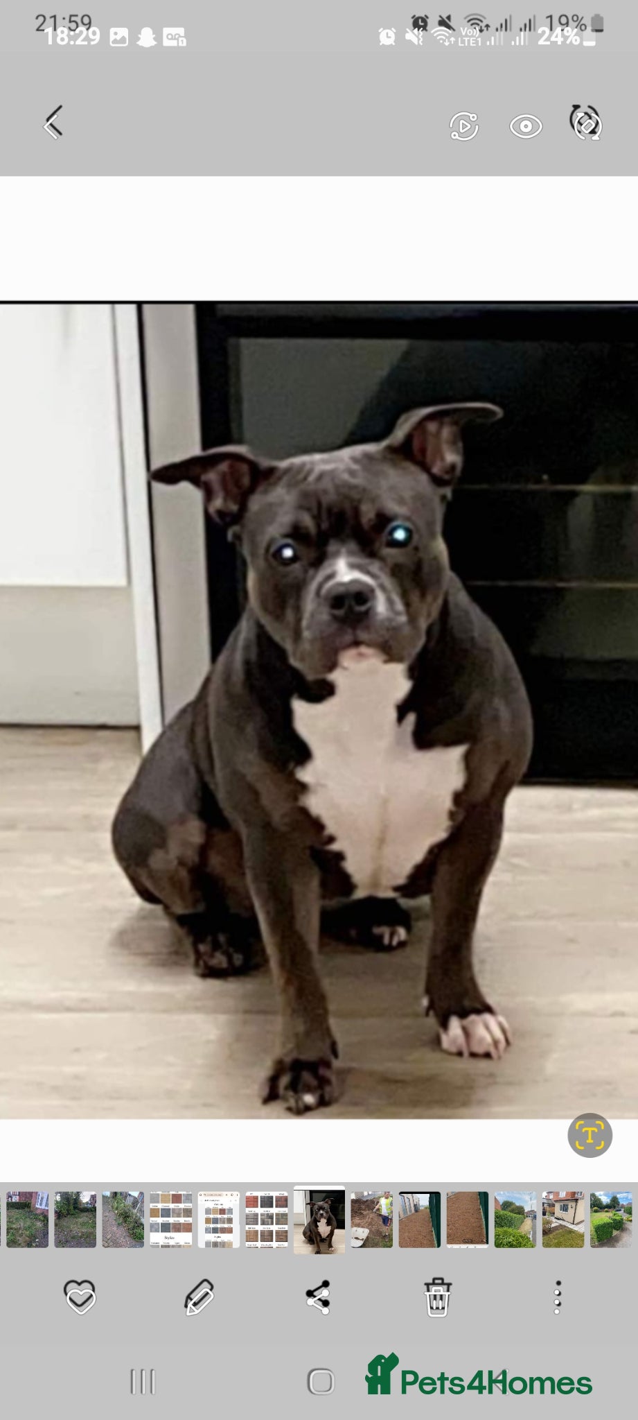 American Bully dogs for sale: Abkc reg platinum/champion pocket bullies - Advert 16