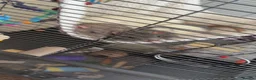 Rat rodents for sale: Male rats  in Bradford - Advert 4
