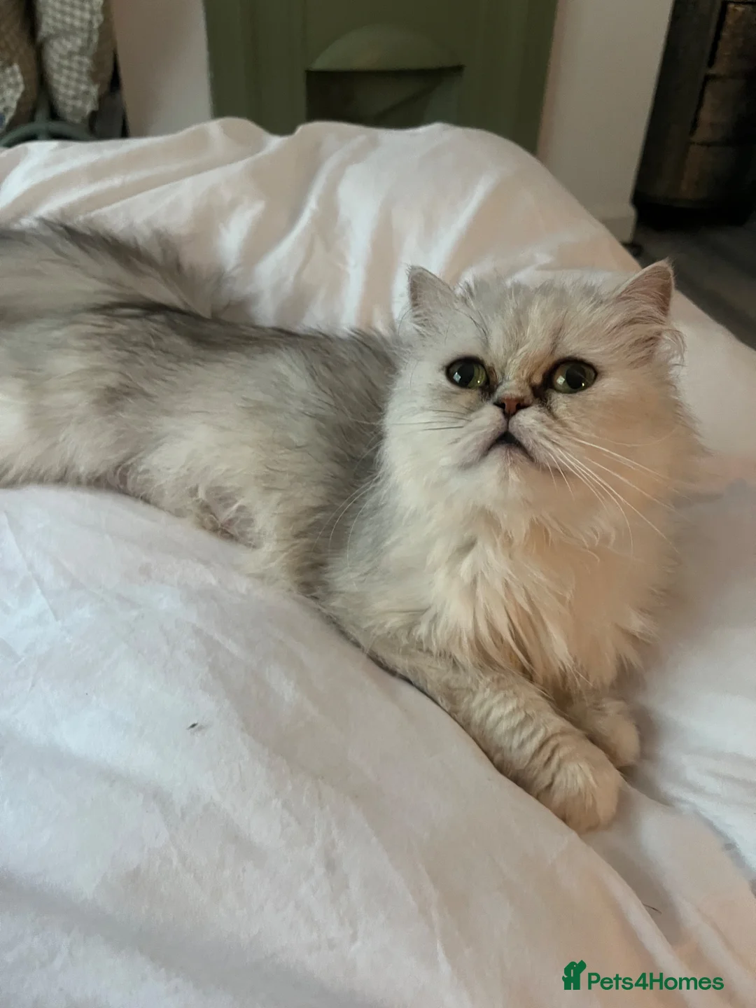 Persian cats for sale: Half persian kittens  - Advert 15