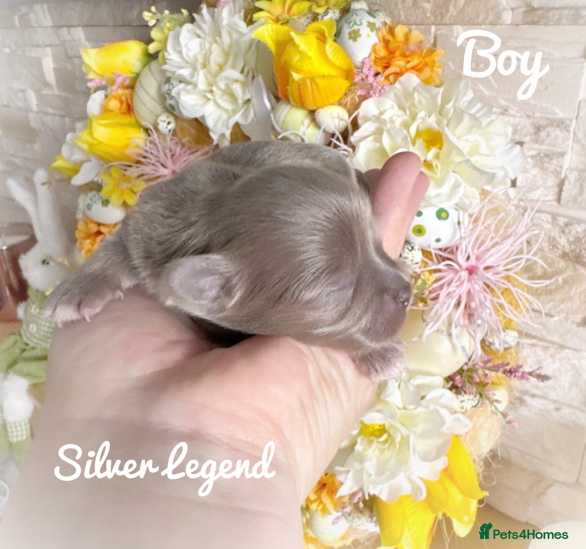 Chihuahua dogs KC chocolate and lilac long coat quality puppies  - Advert 1