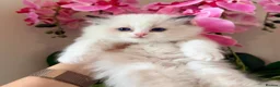 Ragdoll cats for sale: Premium Quality✨️🏆 TICA Reg European Ragdolls 🩷  - Advert 26