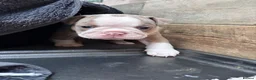 Olde English Bulldogge dogs for sale: 8 beautiful and chunky puppies amazing colours 🤩 in Coventry - Advert 24