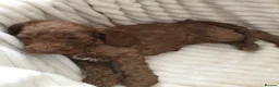 Cockapoo dogs for sale: Beautiful f2 cockapoo puppies - Advert 28