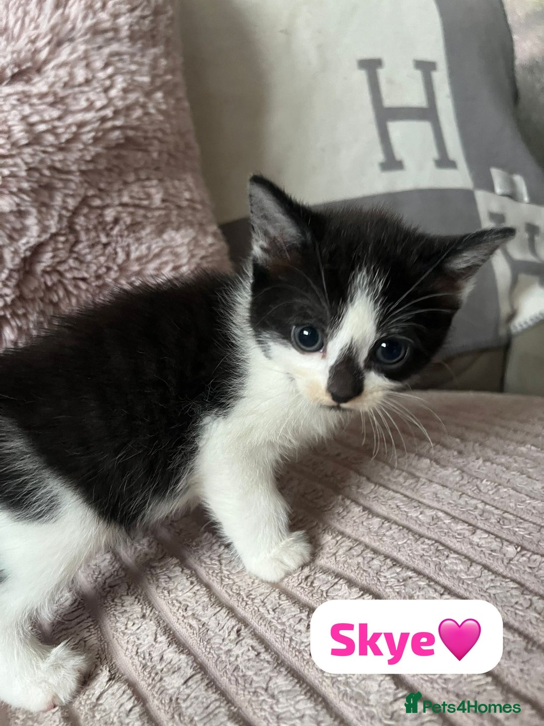 Mixed Breed cats for sale: 7 Beautiful Kittens 🩷💙 - Image 20