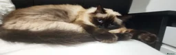 Ragdoll cats for sale: Pretty friendly cat looking for a loving new home in Stourbridge - Advert 4