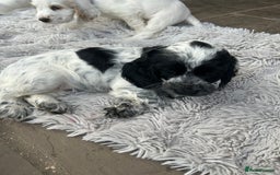 Cocker Spaniel dogs for sale: Show type- sired by Champion Lindridge Frontrunner - Image 34