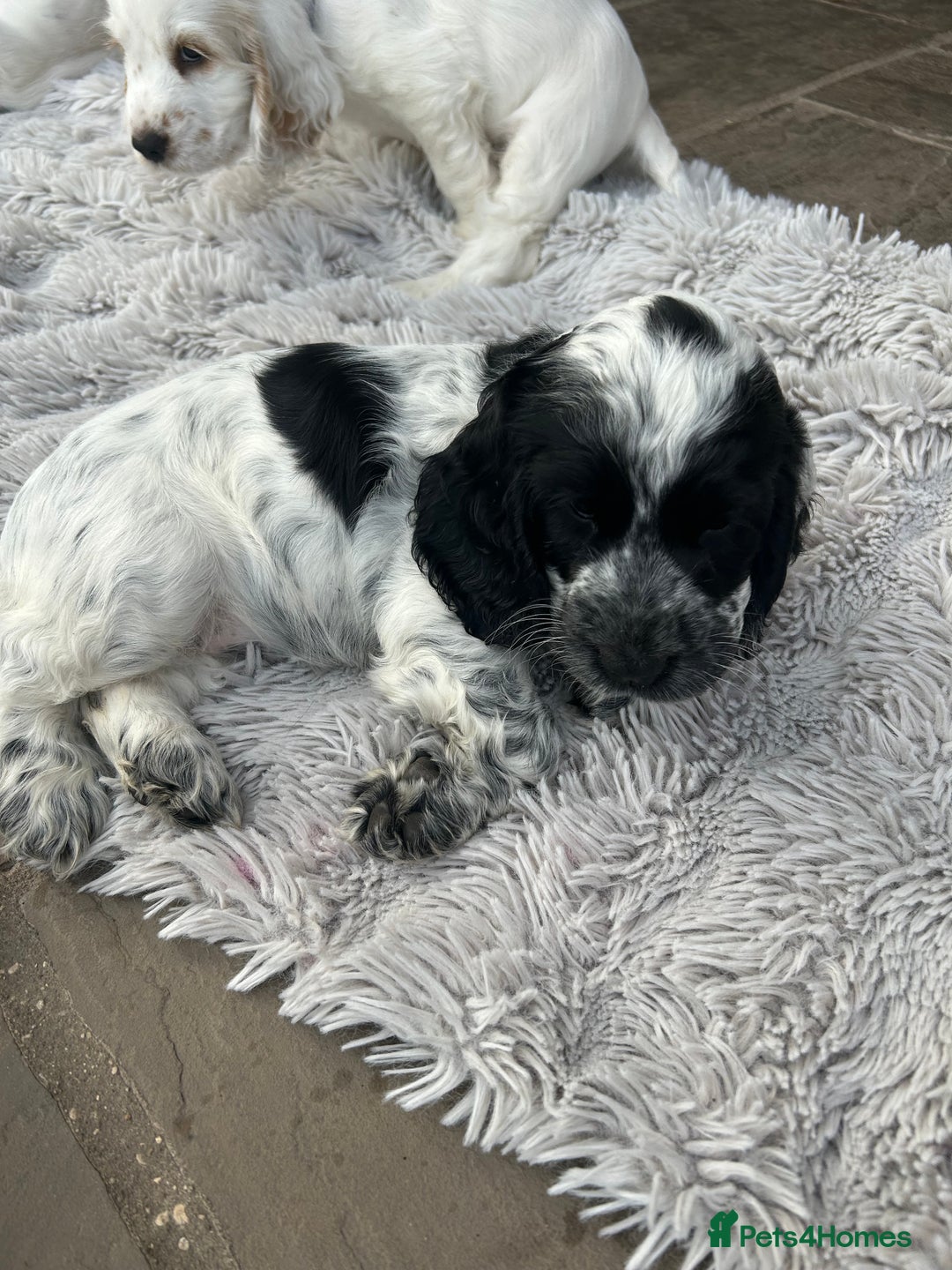 Cocker Spaniel dogs for sale: Show type- sired by Champion Lindridge Frontrunner - Image 34