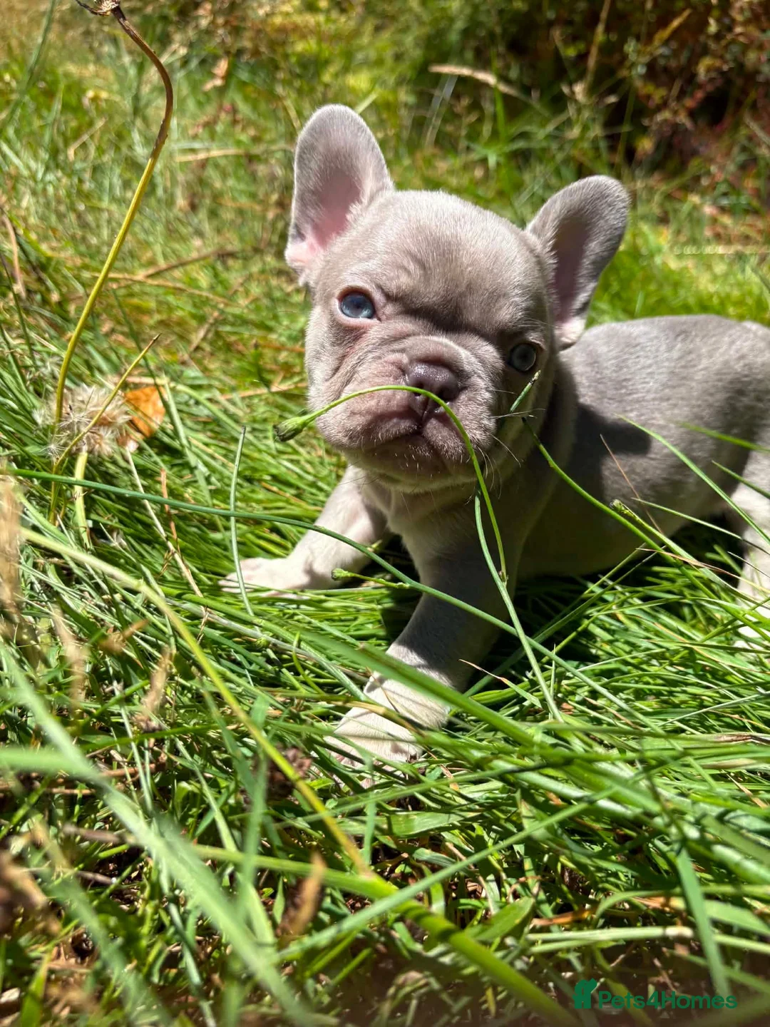 French Bulldog dogs for sale: French Fur Babies in Liskeard - Advert 2