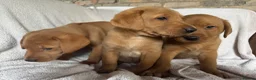 Labrador Retriever dogs for sale: Fox red Labrador - Advert 7