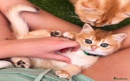 British Shorthair cats for sale: TEDDYBEAR CUDDLY INTENSE GREEN EYES in Leatherhead - Image 2