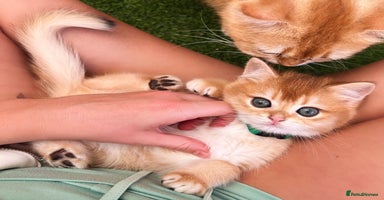 British Shorthair cats in Leatherhead - Advert 7
