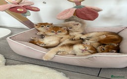 Brazilian Shorthair cats for sale: Golden British Shorthair kittens - Image 5