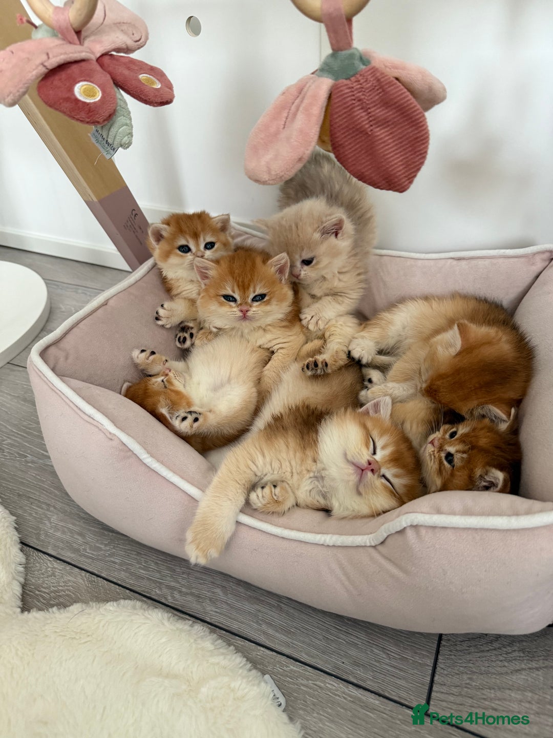 Brazilian Shorthair cats for sale: Golden British Shorthair kittens - Image 5
