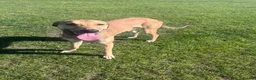 Lurcher dogs for stud: Saluki bull greyhound  in Darlington - Advert 3