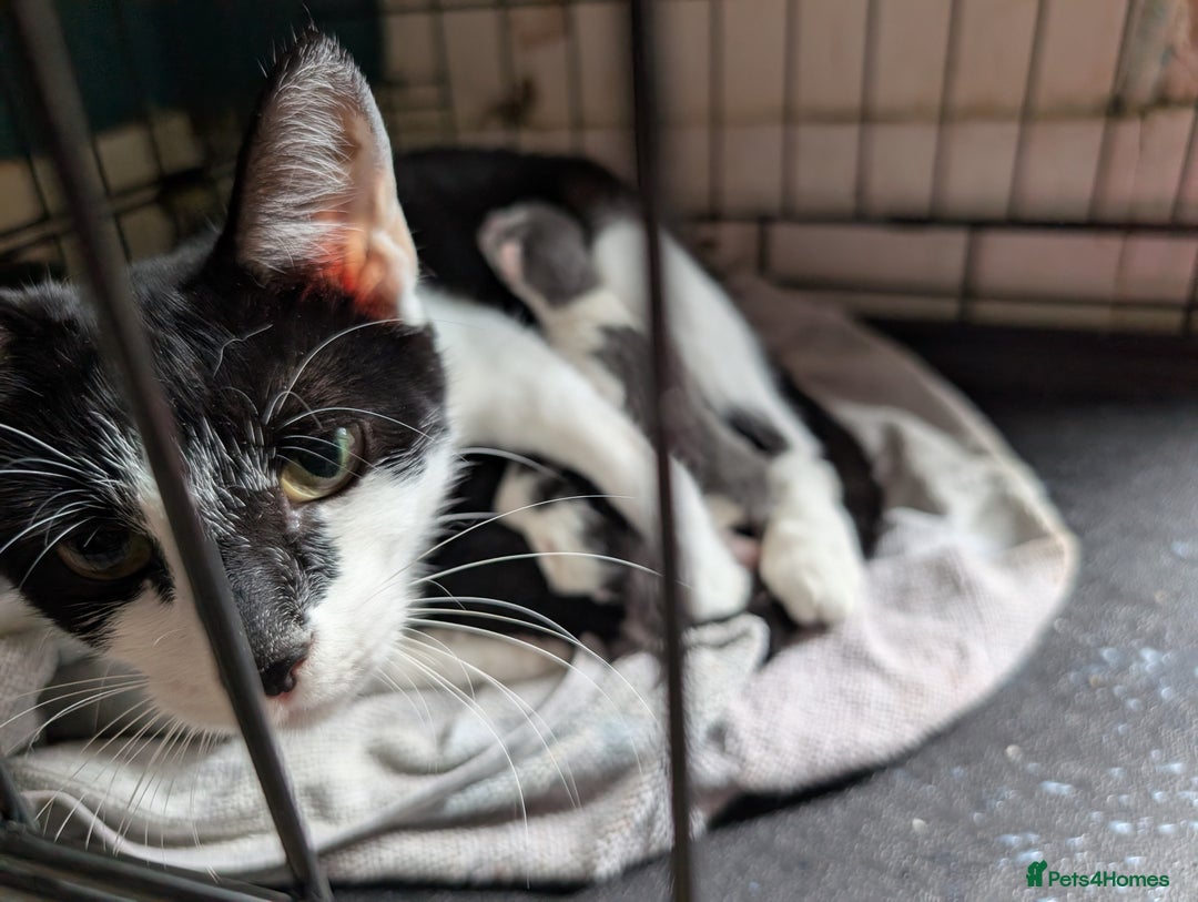 Mixed Breed cats for sale: 2 year old cat (female) - Image 2