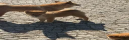 Japanese Shiba Inu dogs for sale: Shiba Inu puppies parents health tested  - Advert 12
