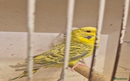 Budgerigars birds for sale: 100£ German Fallow - Image 4