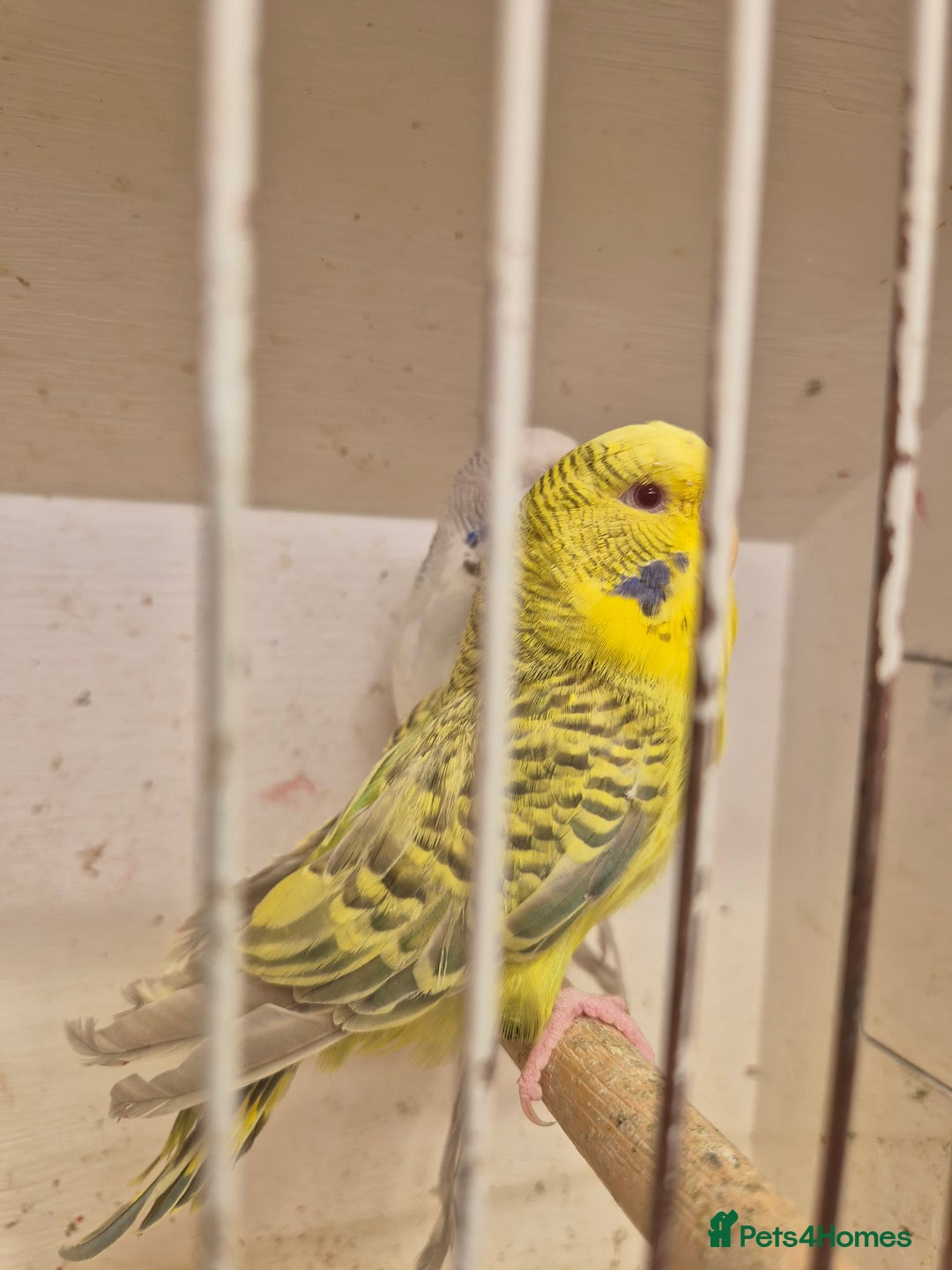 Budgerigars birds for sale: 100£ German Fallow - Image 4