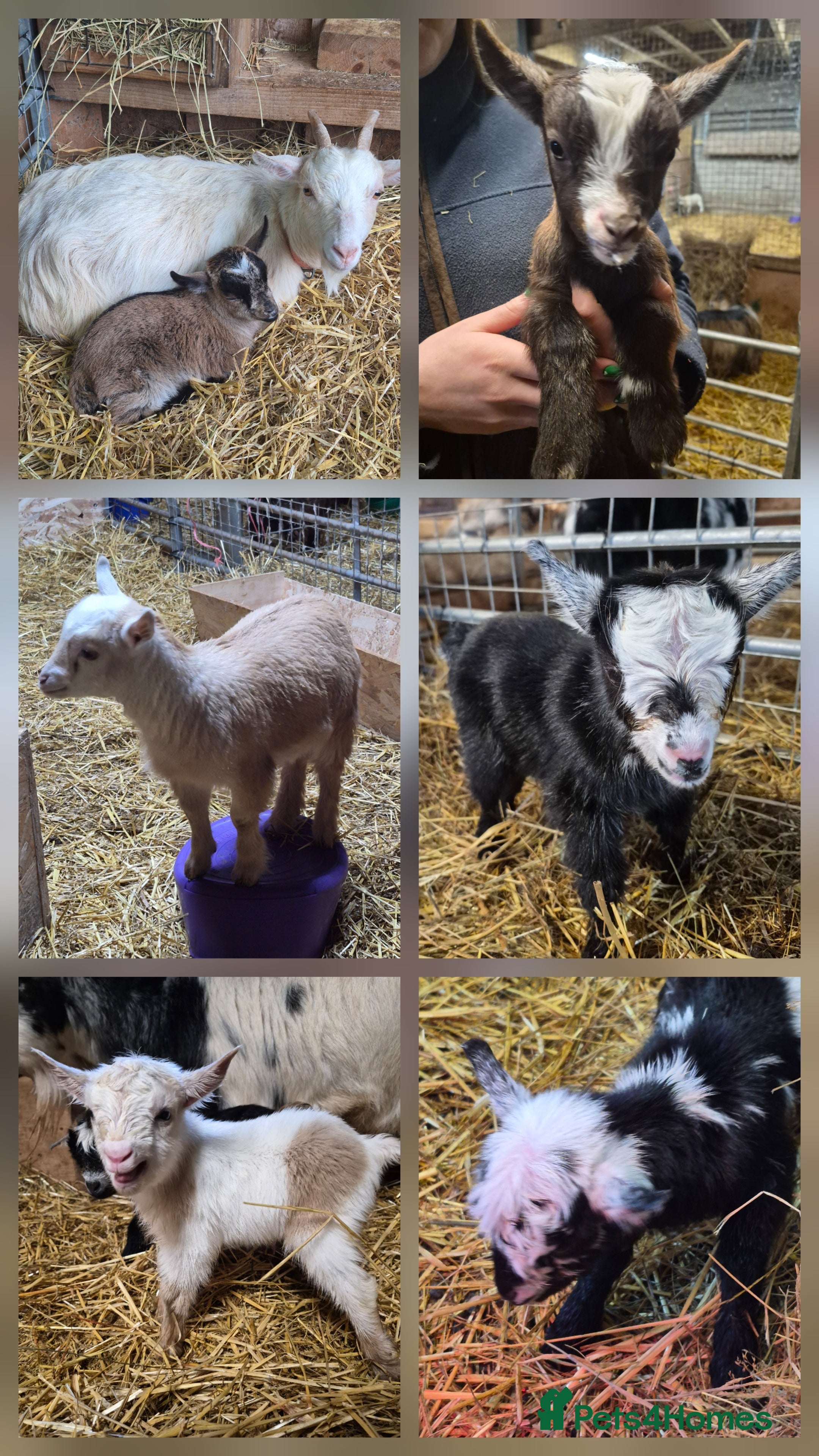 Goats livestock Stunning pygmy goat kids - Advert 4