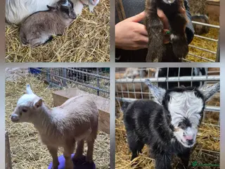Goats livestock Stunning pygmy goat kids - Advert 4