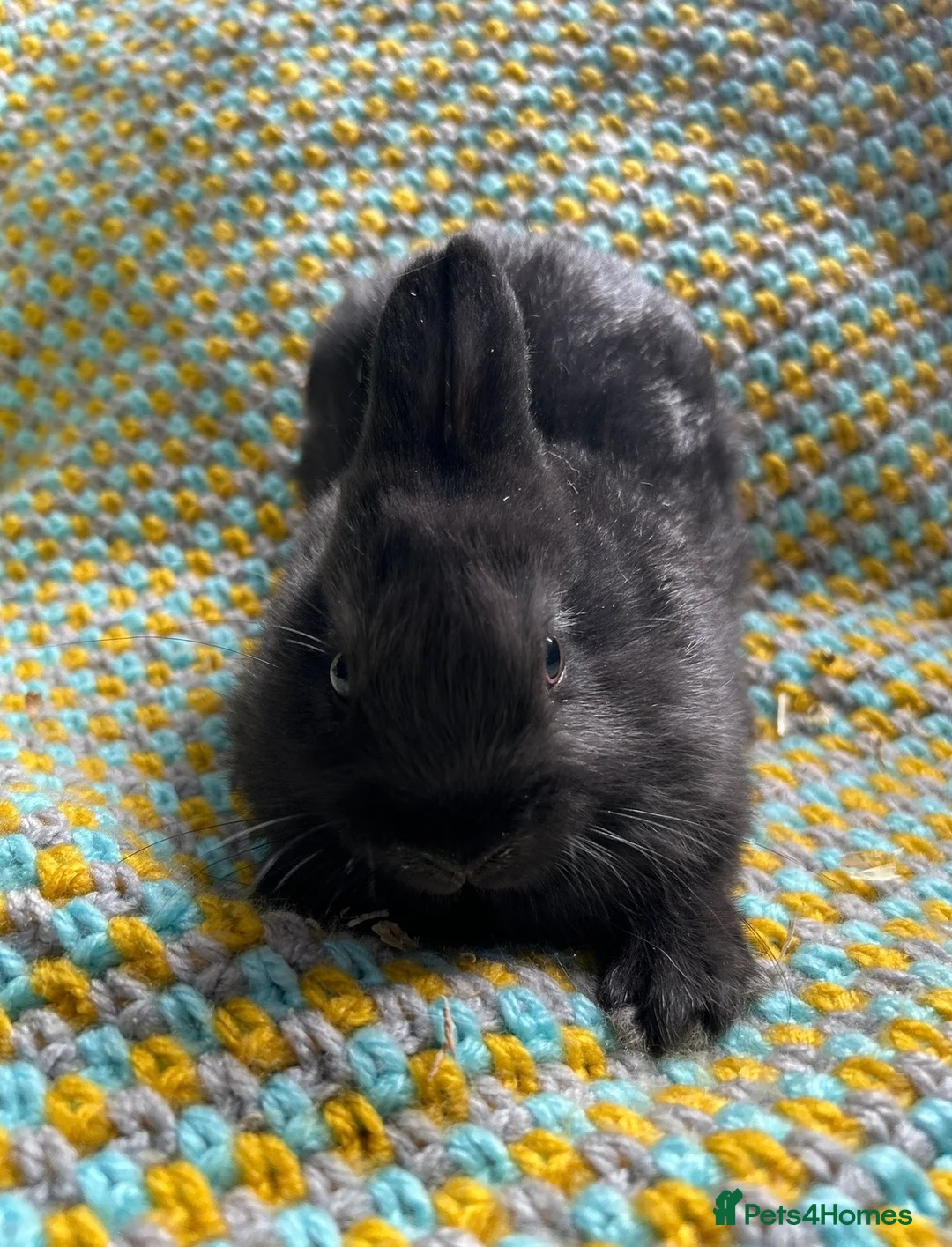 Netherland Dwarf rabbits for sale: Netherland Dwarf Rabbits available now - Advert 7