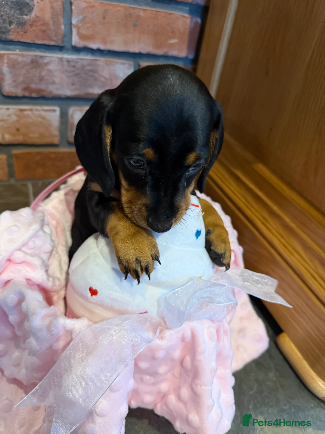 Dachshund dogs for sale: Miniature dachshunds  - Advert 1