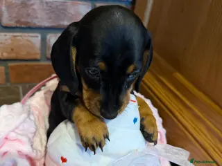 Dachshund dogs Miniature dachshunds - Advert 1