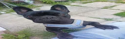 French Bulldog dogs for sale: Gorgeous little girl Frenchie - Advert 2