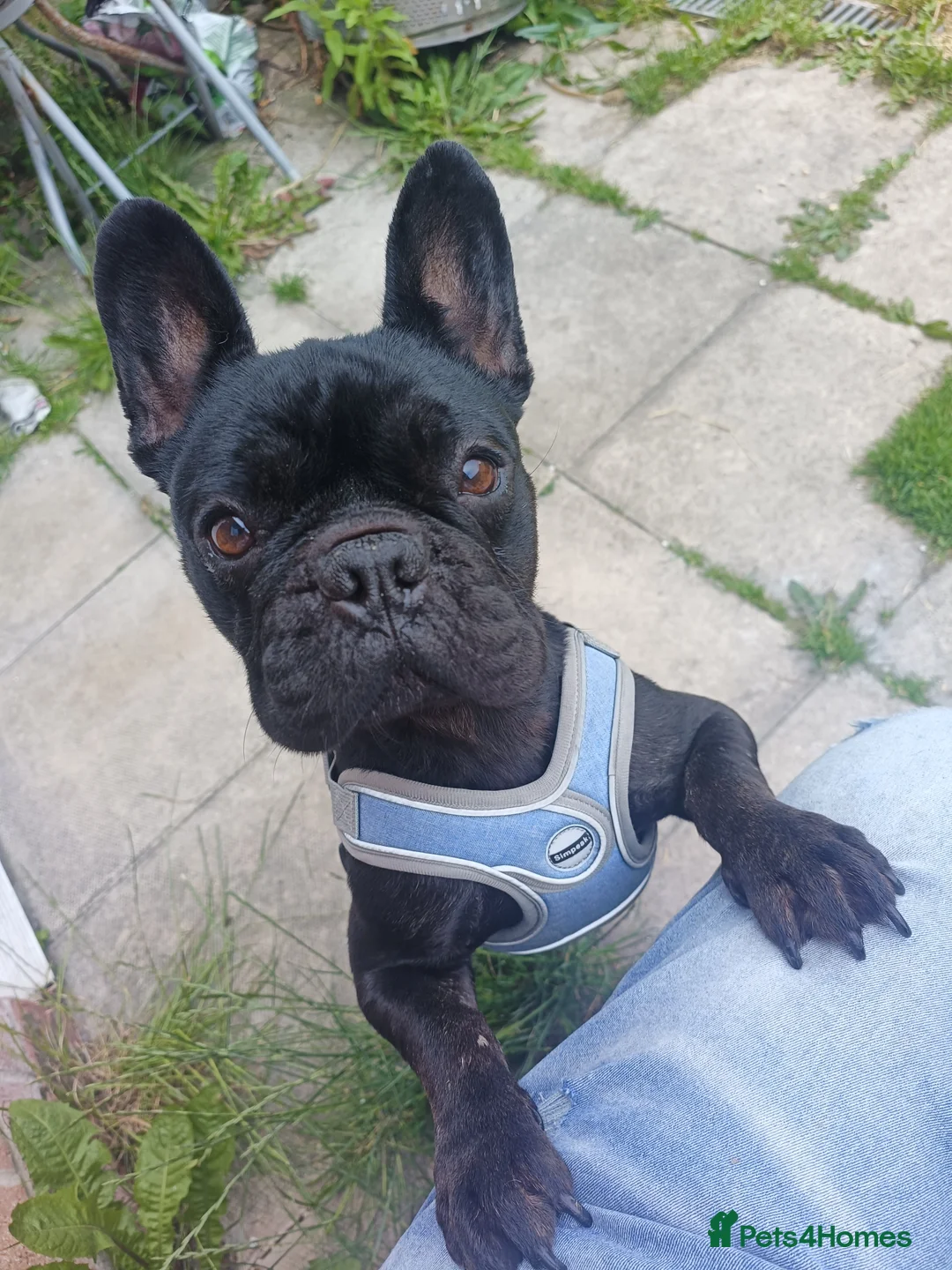 French Bulldog dogs for sale: Gorgeous little girl Frenchie - Advert 2