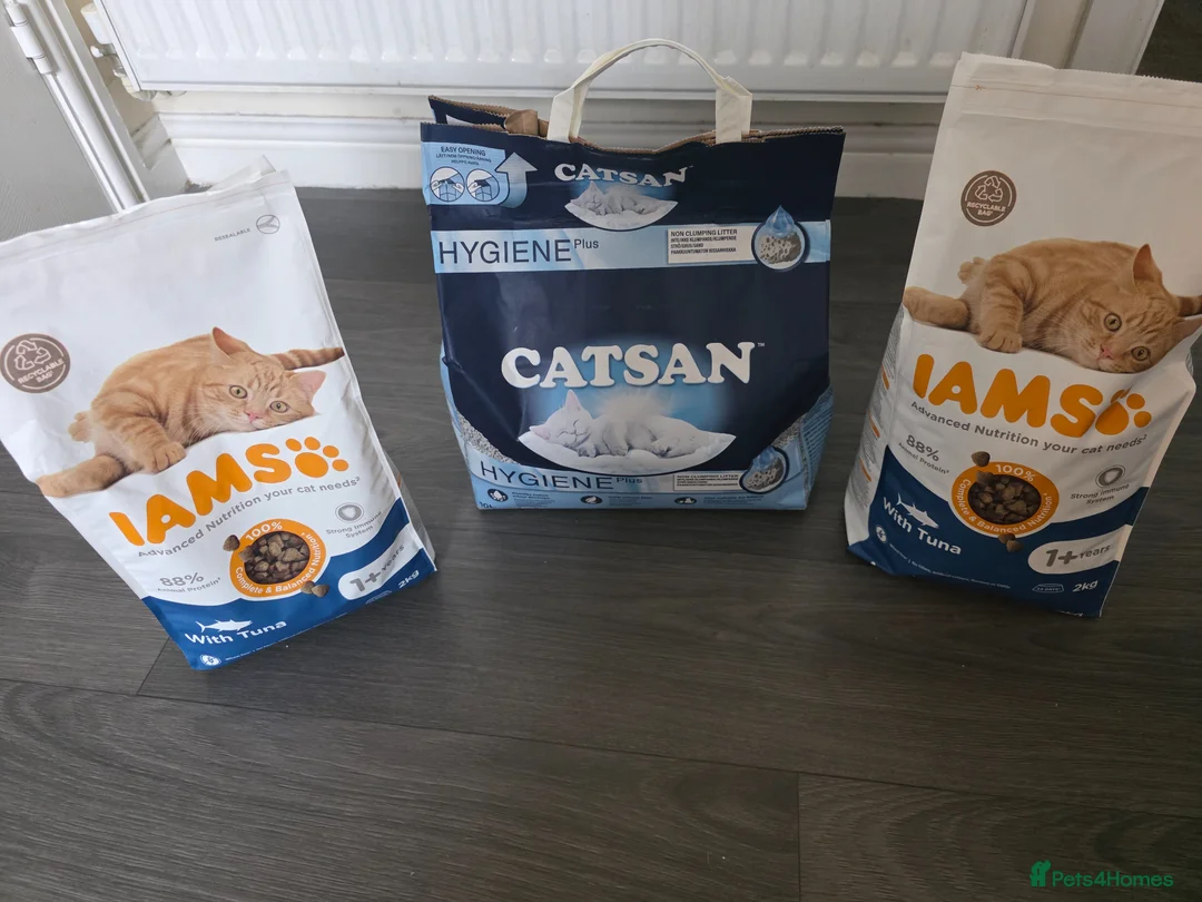 Mixed Breed cats for sale: Re-home: 10 month old indoor cat. Great with dogs. in Larbert - Advert 8