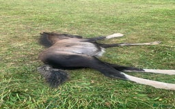 Irish Cob horses for sale: Stunning cob foal looking for new family. - Image 4