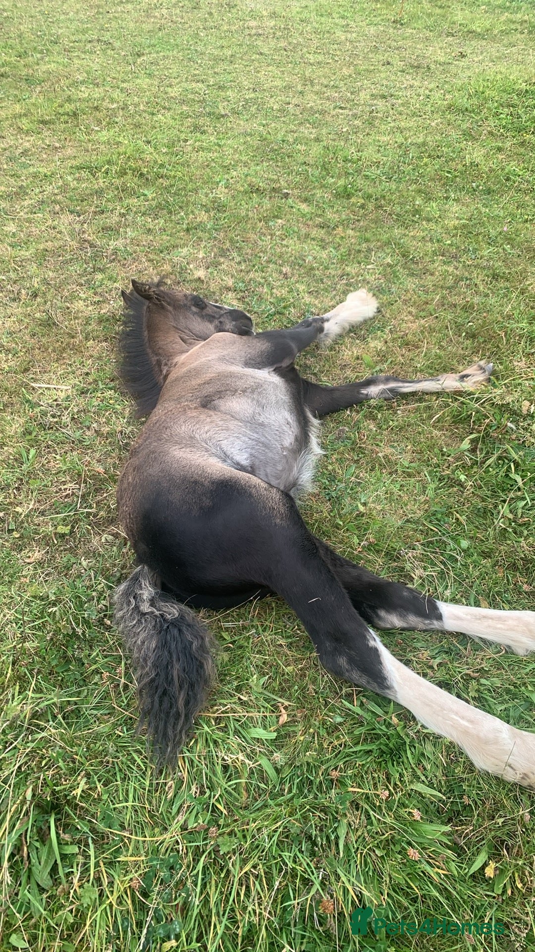 Irish Cob horses for sale: Stunning cob foal looking for new family. - Image 4
