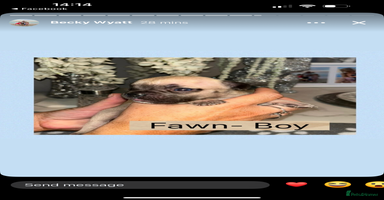 French Bulldog dogs - Advert 11