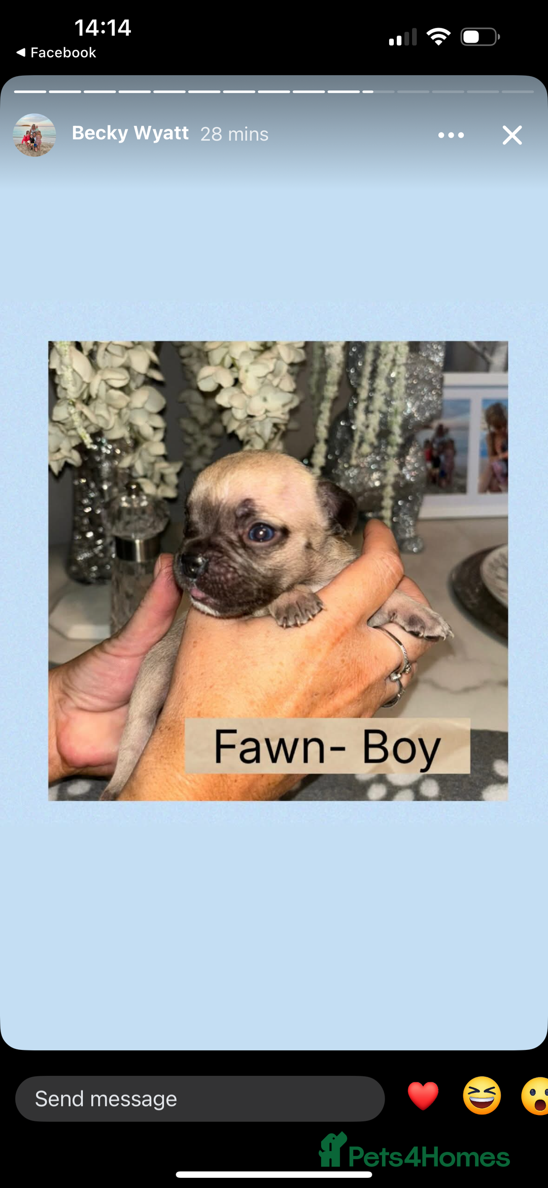 French Bulldog dogs for sale: KC French bulldog  - Image 3