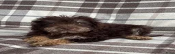 Labradoodle dogs for sale: Miniature labradoodle puppies - Advert 12